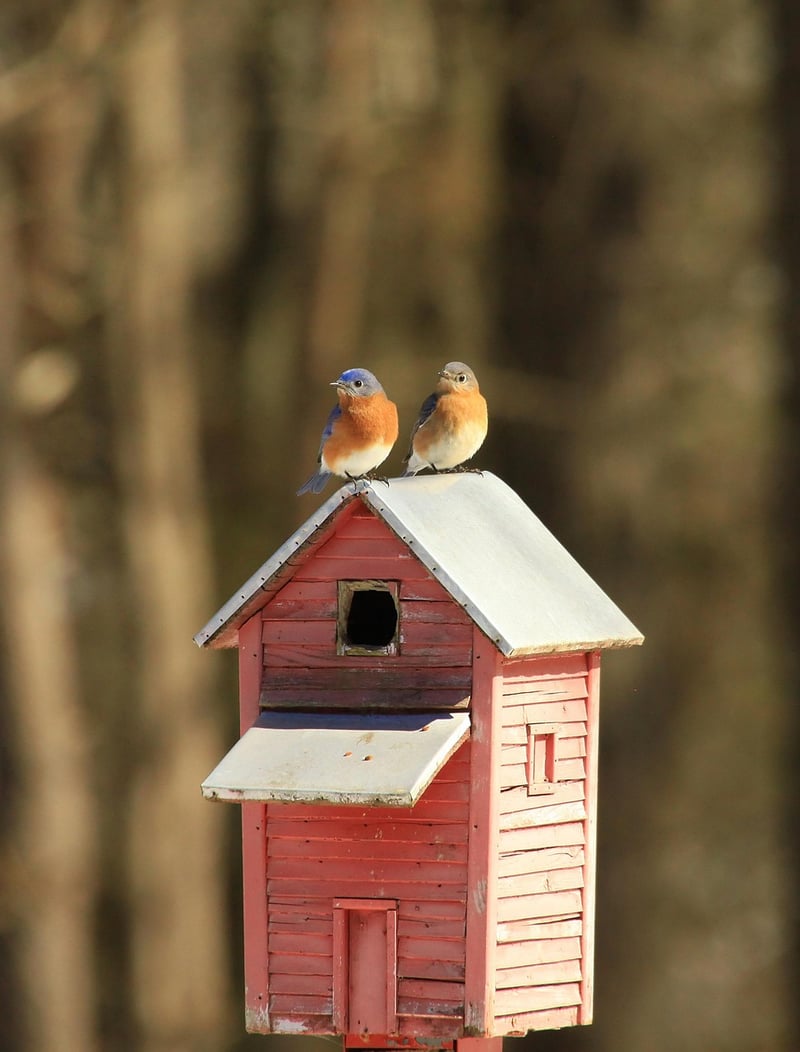 DIY Birdhouse