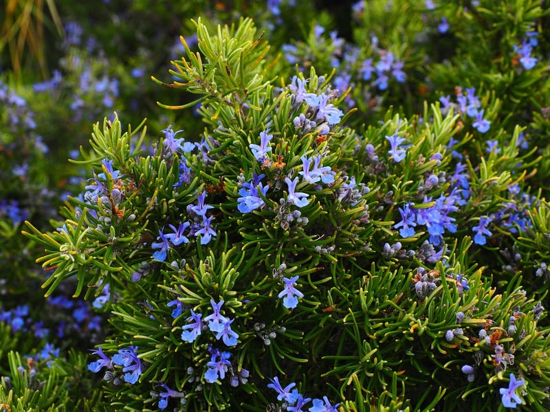Rosemary plant