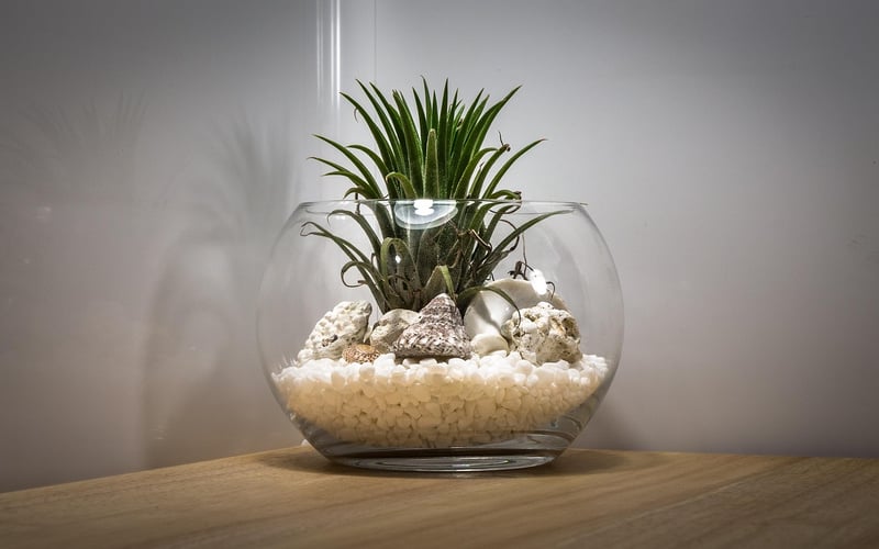 Terrarium